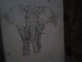 africanelephant