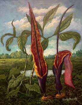 Voodoo Lily