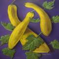 Yellow Summer Squash 