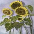 Sunflower Days