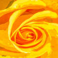 Orange Rose