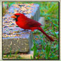 Red Cardinal-01