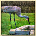 Sandhill Crane