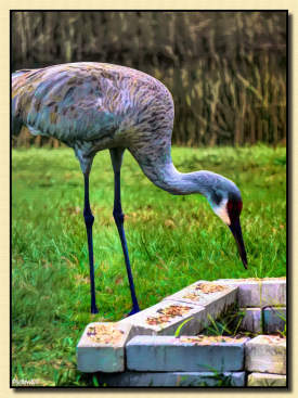 Sandhill Crane