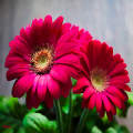 Gerbera