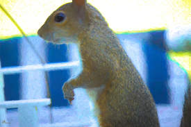 Squirrel-02