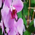 Pink Orchid