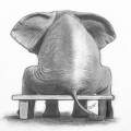 The Elephant In The Room