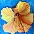 Another Hibiscus