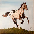 Appaloosa Loose... SOLD