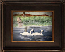 Trumpeter Swans... redux