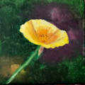 Yellow Poppie ... Sold 03/08/19