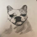 Gabby, French Bulldog