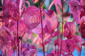 Nature Season Autumnal Pink Leaves