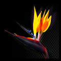 Bird Of Paradise