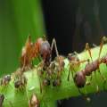 Baba can hear ants walking in the forest-2