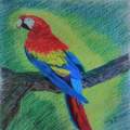 Macaw