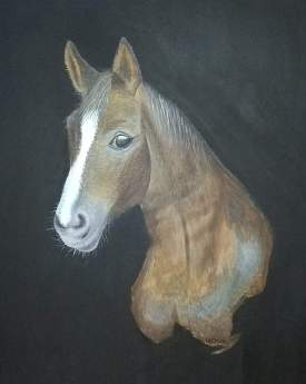 Horse head profile