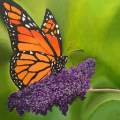 Monarch butterfly on lilac flower