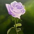 Purple rose