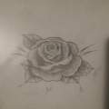 Rose of gray