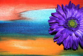 Purpled Rainbow