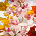 Tapestry white orchid