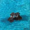 Endangered Sea Otters