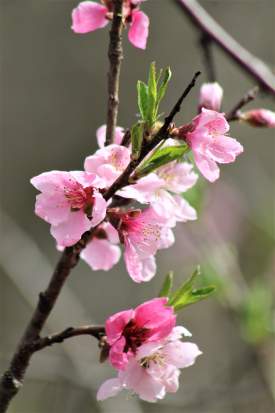 Peach Blossoms