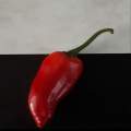 The Red Pepper