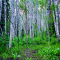 Stand of Aspens