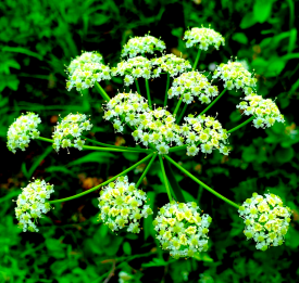 Water Hemlock