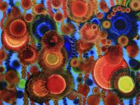 Under the Microscope
