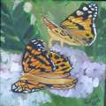 Two Painted Ladies