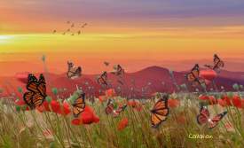 Prairie flowers