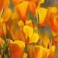 California Poppys 