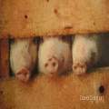 Three little Pigs