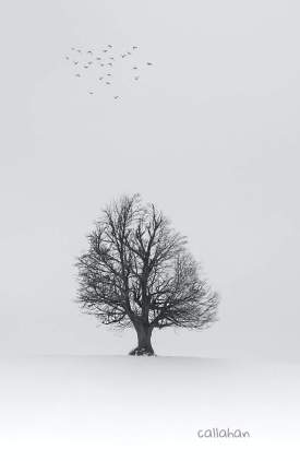 Black and white tree