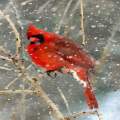 Cardinal in snow