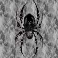 Skull spider