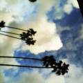 CLOUD GUY TENDING LOCAL PALMTREES