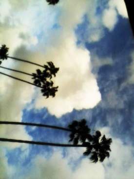 CLOUD GUY TENDING LOCAL PALMTREES