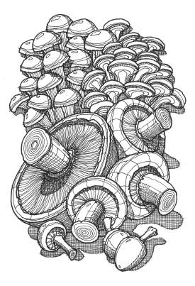 Mushrooms