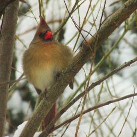 Red Cardinals Girlfriend 