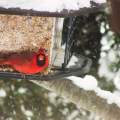 Red Cardinal