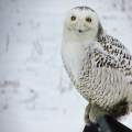 Snowy Friend