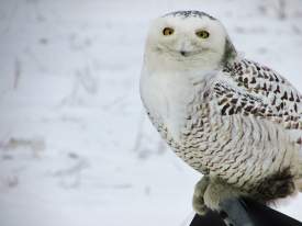 Snowy Friend