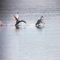 Flying on Water