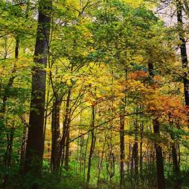 A Walk in the Woods