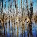 Central Jersey Bayou